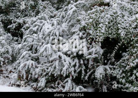 San Gallo, Svizzera, 28 novembre 2023 piante coperte di neve fresca caduta nell'orto botanico Foto Stock