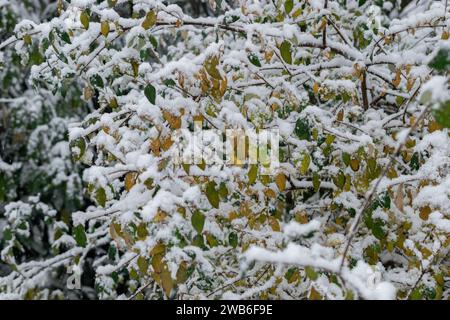 San Gallo, Svizzera, 28 novembre 2023 neve fresca si sentiva sui rami dell'orto botanico Foto Stock