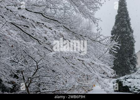 San Gallo, Svizzera, 28 novembre 2023 neve fresca si sentiva sui rami dell'orto botanico Foto Stock