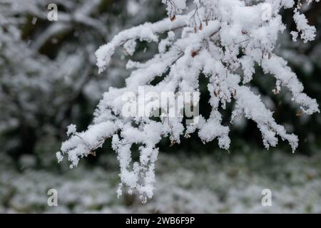 San Gallo, Svizzera, 28 novembre 2023 neve fresca si sentiva sui rami dell'orto botanico Foto Stock