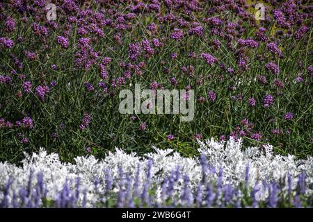 Lubiana: Campi di lavanda nel parco cittadino di Tivoli durante l'estate. Slovenia Foto Stock