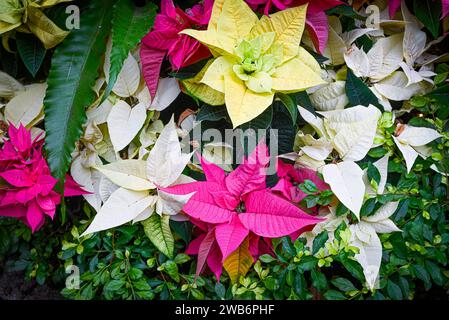 Piante di Poinsettia colorate assortite Foto Stock