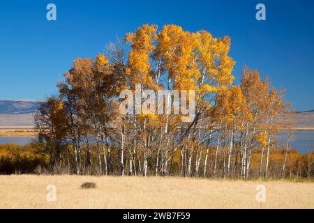 Rosso superiore Rock Lake con autunno vacilla aspen, Red Rock Lakes National Wildlife Refuge, Montana Foto Stock