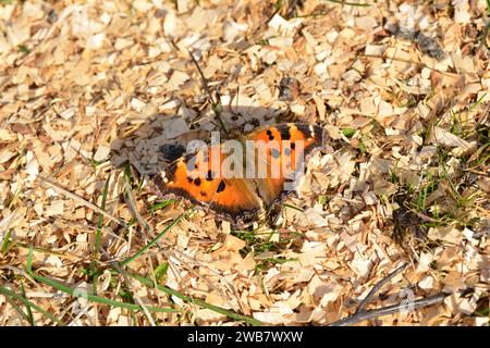 Nymphalis policloros. giardino poliflora con farfalle seduto a terra con ali aperte. Foto Stock