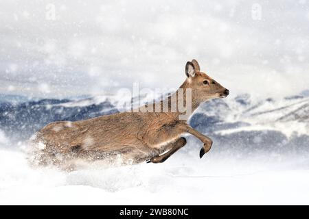 Cervi da corsa sullo sfondo delle montagne invernali. Animale in habitat naturale. Fauna selvatica Foto Stock