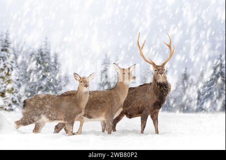 Due caprioli nella foresta invernale con nevicate. Animale in habitat naturale. Fauna selvatica Foto Stock