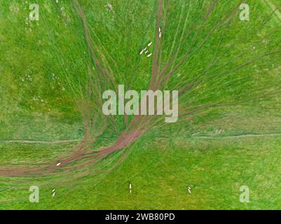 Vista aerea delle pecore che camminano sui sentieri attraverso un cancello di fattoria sul verde terreno agricolo a Joyces Creek nel Victoria centrale, in Australia. Foto Stock