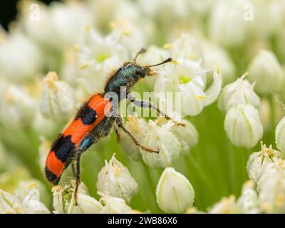 Uno scarabeo a scacchi (Trichodes apiarius) seduto su un umbellifero bianco, giorno di sole in estate, Vienna (Austria) Foto Stock