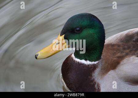 Un'anatra maschile che nuota in un corpo d'acqua Foto Stock