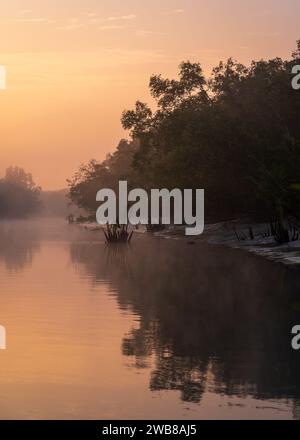 Paesaggio verticale panoramico all'alba con mangrovie e nebbia sull'acqua nel parco nazionale di Sundarbans, patrimonio dell'umanità dell'UNESCO, Bangladesh Foto Stock