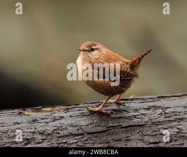 Un primo piano di una wren eurasiatica su un tronco Foto Stock