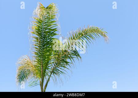 Le foglie di palma verdi sono sotto il cielo blu in una giornata di sole. Syagrus romanzoffiana, la palma regina o palma da cocco, è una palma originaria del Sud America Foto Stock