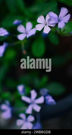 Primo piano di fiori Plumbago Auriculata, la pianta scordami Foto Stock