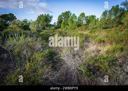 Foresta di pini Cala Murada, Manacor, Maiorca, Isole Baleari, Spagna Foto Stock