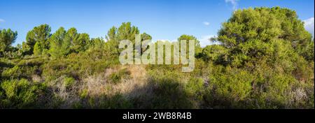 Foresta di pini Cala Murada, Manacor, Maiorca, Isole Baleari, Spagna Foto Stock