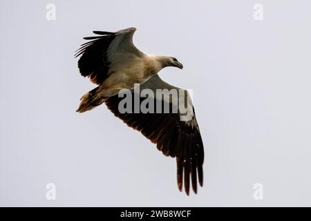 Aquila di mare con abbellimenti bianchi (Icthyophaga leucogaster), nota anche come aquila di mare dal petto bianco, osservata a Waigeo nella Papua occidentale, Indonesia Foto Stock