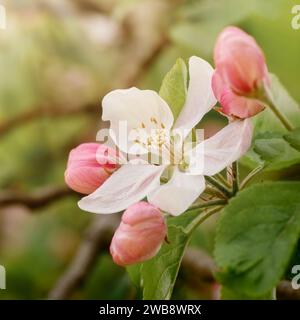 Foto con proporzioni quadrate. Una fioritura di mele bianca con gemme rosa che non si sono ancora aperte su uno sfondo sfocato di colori primaverili. Foto Stock