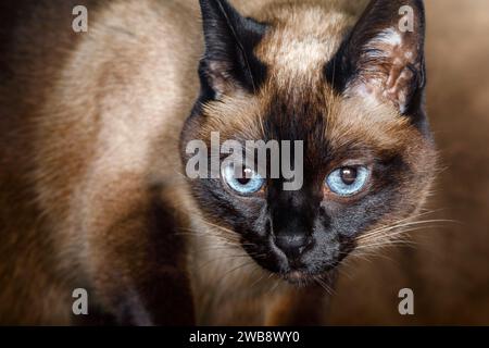 Vista ravvicinata del gattino siamese. Il gatto guarda direttamente nella fotocamera con gli occhi blu e si intrufola con cautela verso di essa. Foto Stock