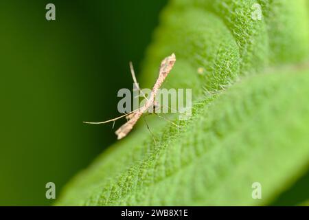 Primo piano di un Plume Moth (Platyptilia carduidactyla) su una foglia verde. Foto Stock