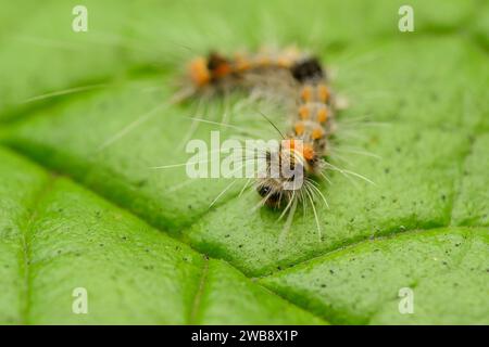 Macro di Rusty Tussock Moth Caterpillar (Orgyia antiqua) su una foglia verde. Foto Stock