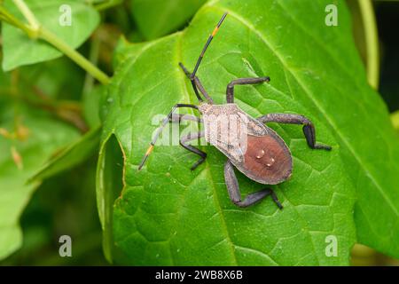 Foto macro di un Bug dai piedi di foglie (Acanthocephala terminalis) arroccato su una foglia lussureggiante. Foto Stock