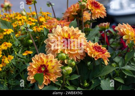 Primo piano dei fiori di calendula dorata e di dahlia arancione in giardino Foto Stock