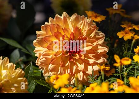 Primo piano dei fiori gialli e arancioni dahlia in giardino Foto Stock