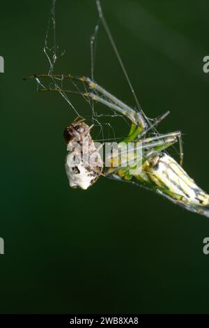 Un ragno tessitore di sfere (Chorizopes frontalis) si incastra nella sua delicata ragnatela. Foto Stock