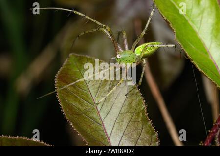 Un ragno verde della lince (Peucetia jabalpurensis) appollaiato delicatamente su una foglia di Satara, che mostra la sua colorazione verde vibrante. Foto Stock