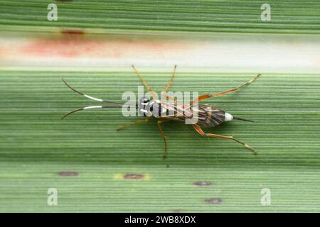 Primo piano di un Messatoporus discoidalis appollaiato delicatamente su una foglia di mais verde. Foto Stock