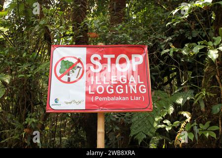 Un cartello Stop illegal Logging in un'area boschiva in Indonesia. Foto Stock