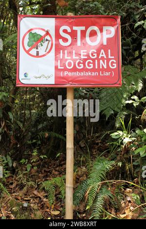 Un cartello Stop illegal Logging in un'area boschiva in Indonesia. Foto Stock