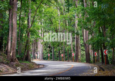Una strada panoramica della foresta artificiale di Bilar, l'isola di Bohol, Filippine Foto Stock