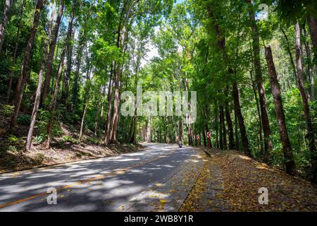 Una strada panoramica della foresta artificiale di Bilar, l'isola di Bohol, Filippine Foto Stock