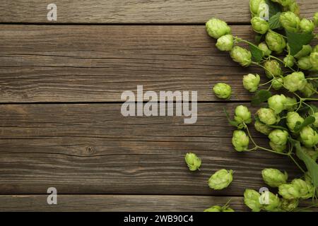 Coni di luppolo freschi verdi per preparare birra e pane su sfondo grigio. Vista dall'alto Foto Stock