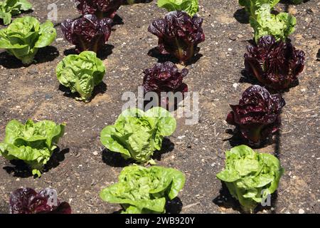 lattughe testa di farfalla che crescono in file a wisley surrey inghilterra Foto Stock