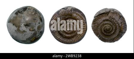 Dactylioceras Ammonite Nodule Foto Stock