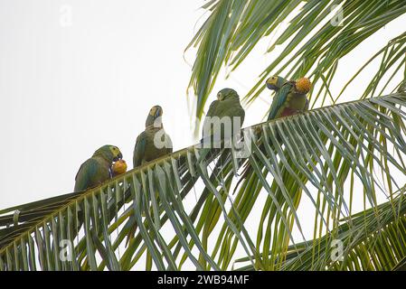 Orthopsittaca manilatus Foto Stock