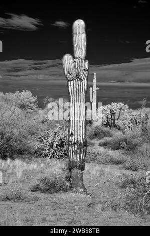 Il deserto di sonora nell'Arizona centrale a infrarossi degli Stati Uniti con il saguaro e il cactus di cholla Foto Stock