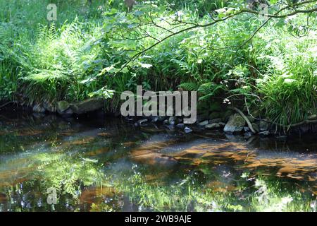 La riva del fiume boscoso si riflette nell'acqua, con la luce del sole che illumina i riflessi verdi di erba, felci e alberi Foto Stock