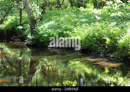 La riva del fiume boscoso si riflette nell'acqua, con la luce del sole che illumina i riflessi verdi di erba, felci e alberi Foto Stock