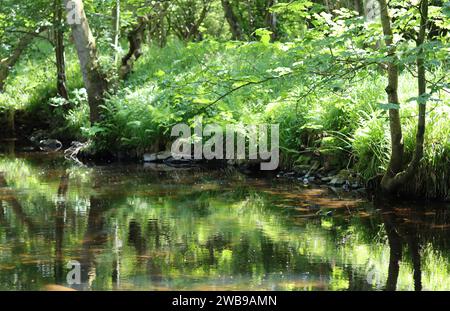 La riva del fiume boscoso si riflette nell'acqua, con la luce del sole che illumina i riflessi verdi di erba, felci e alberi Foto Stock