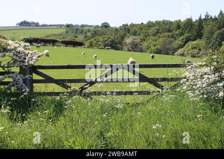 Cancello in legno circondato da un'erba verdeggiante e da una fioritura di biancospino bianco, con pecore in un campo verde oltre Foto Stock