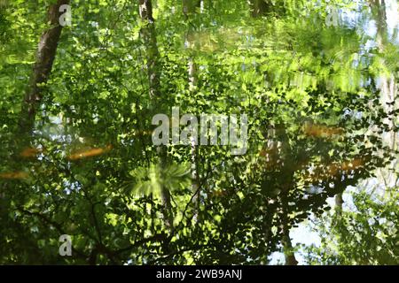 Verde bosco riflessi nell'acqua morta di un fiume calmo in estate Foto Stock