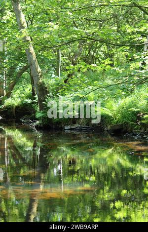 La riva del fiume boscoso si riflette nell'acqua, con la luce del sole che illumina i riflessi verdi di erba, felci e alberi Foto Stock