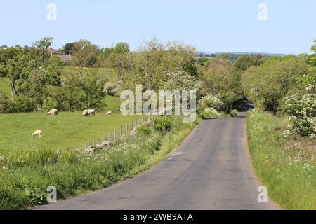 Tranquilla strada di campagna circondata da vergini di fiori selvatici e alberi, alla luce del sole Foto Stock