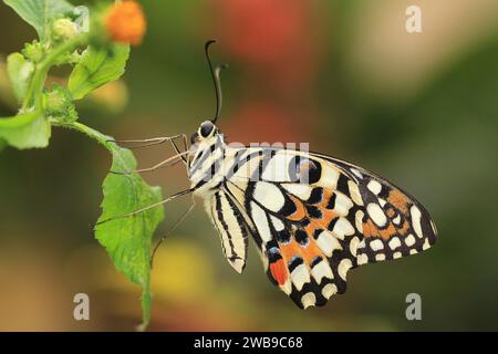 Lime Butterfly o Chequered Swallowtail Butterfly che riposa sulla foglia verde del giardino Foto Stock