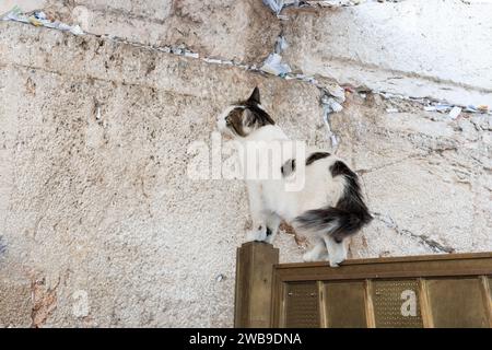Un gatto di strada isolato, nero e bianco, selvaggio, adulto, nero e bianco cammina lungo la cima di una recinzione in metallo d'oro accanto al muro occidentale a Jerusal Foto Stock