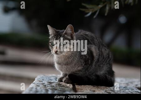 Un gatto selvatico, grigio e nero, striscia di tigre, adulto, siede calmy su un muro di pietra, a guardare, con la coda avvolta intorno alle zampe. Foto Stock