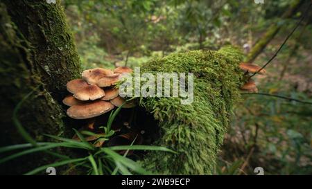 Un'immagine di un ramo d'albero ricoperto di muschio con macchie di muschio verde vibrante e macchie di piccoli funghi bianchi che crescono sulla superficie Foto Stock